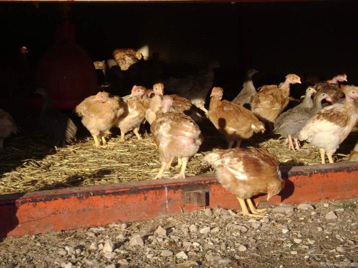 Ferme avicole artisanale à Saint-Jean-de-Maruéjols-et-Avéjan