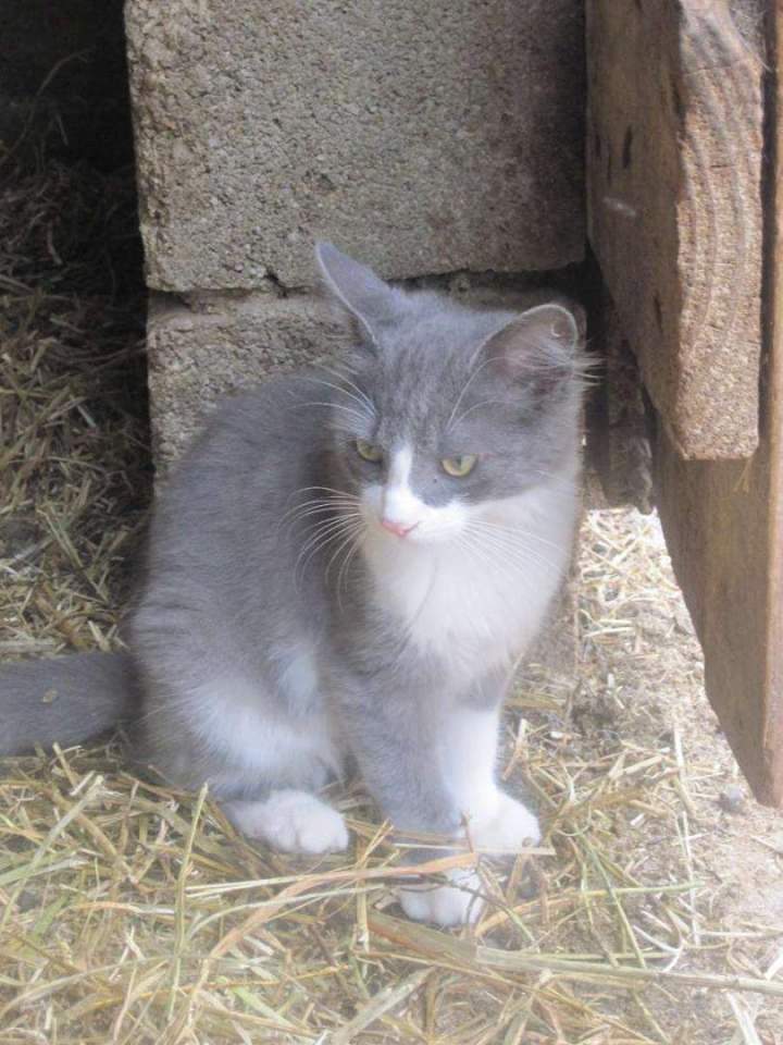Chat de ferme Saint-Jean-de-Maruéjols-et-Avéjan