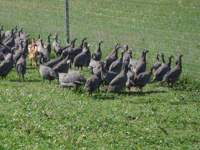 Élevage de pintades Saint-Jean-de-Maruéjols-et-Avéjan