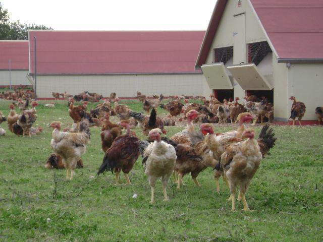 Poules fermières en plein air à Saint-Jean-de-Maruéjols-et-Avéjan