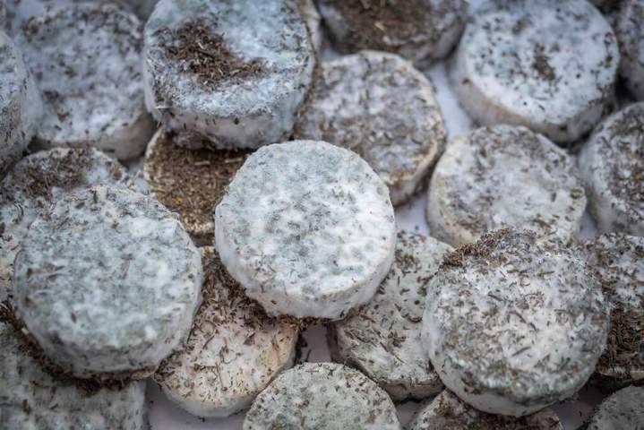 Production locale de fromages et dérivés du lait à Saint-Jean-de-Maruéjols-et-Avéjan