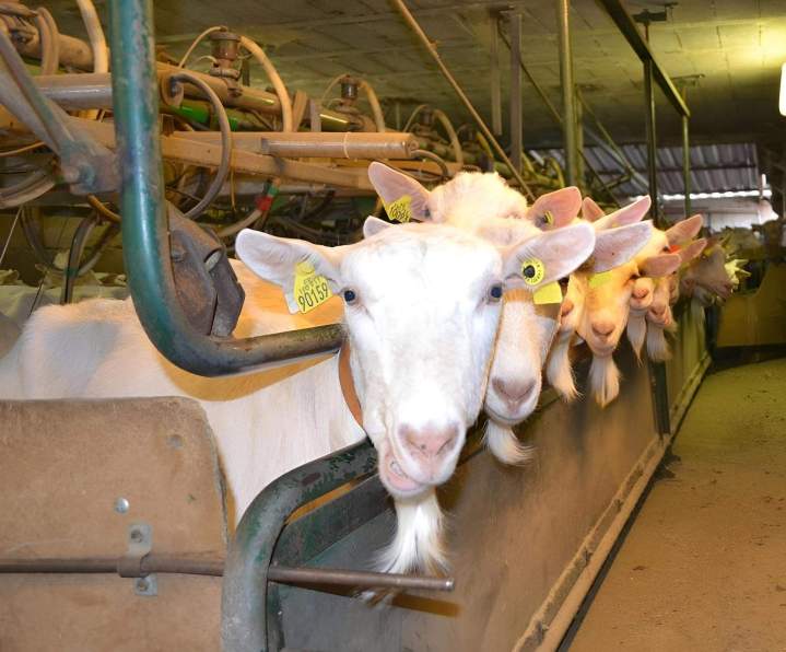 Élevage de chèvre Saint-Jean-de-Maruéjols-et-Avéjan