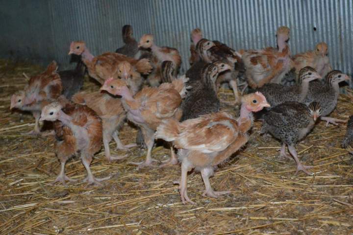 Exploitation fermière Saint-Jean-de-Maruéjols-et-Avéjan