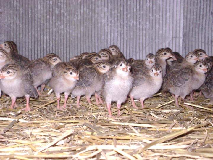 Éleveur de volailles fermières à Saint-Jean-de-Maruéjols-et-Avéjan