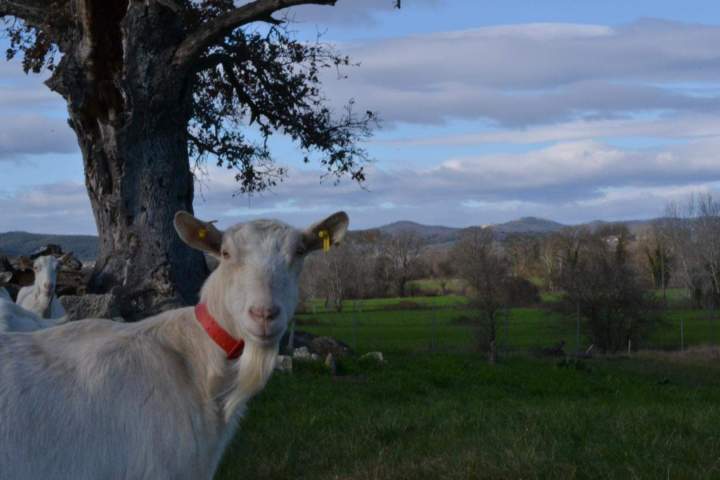 Production caprine Saint-Jean-de-Maruéjols-et-Avéjan