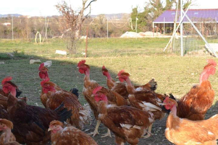 Production locale de volailles fermières Saint-Jean-de-Maruéjols-et-Avéjan