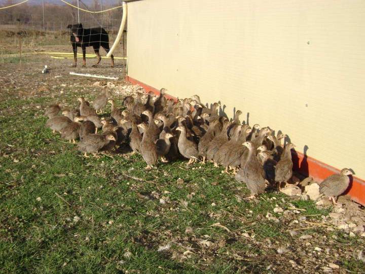 Élevage de pintades Saint-Jean-de-Maruéjols-et-Avéjan
