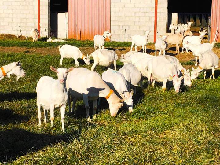 Éleveur de chèvre Saint-Jean-de-Maruéjols-et-Avéjan