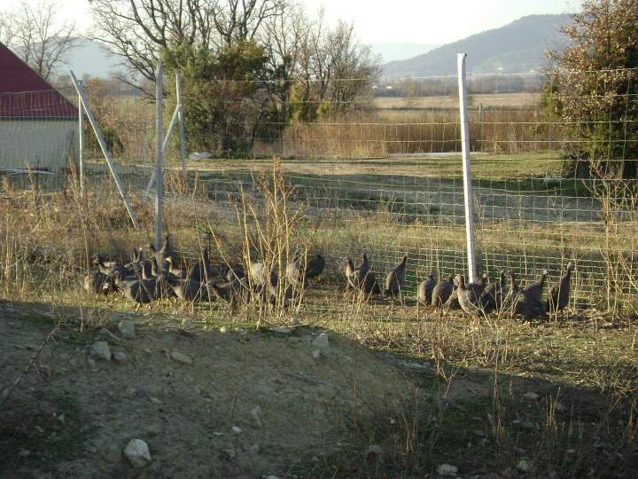 Pintades Saint-Jean-de-Maruéjols-et-Avéjan