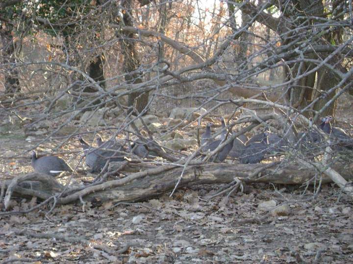 Exploitation de pintades Saint-Jean-de-Maruéjols-et-Avéjan