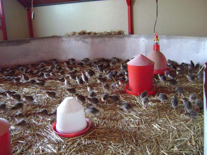 Production fermière Saint-Jean-de-Maruéjols-et-Avéjan