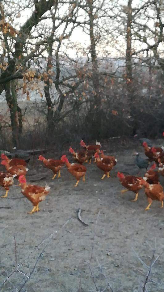 Élevage traditionnel de volailles Saint-Jean-de-Maruéjols-et-Avéjan