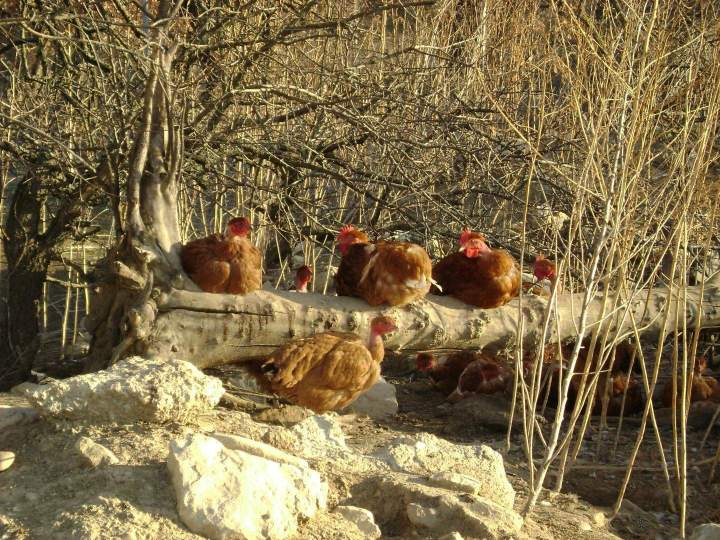 Coq et poules fermières sous le soleil de Saint-Jean-de-Maruéjols-et-Avéjan