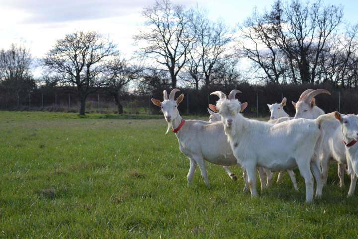 Élevage de chèvre Saint-Jean-de-Maruéjols-et-Avéjan