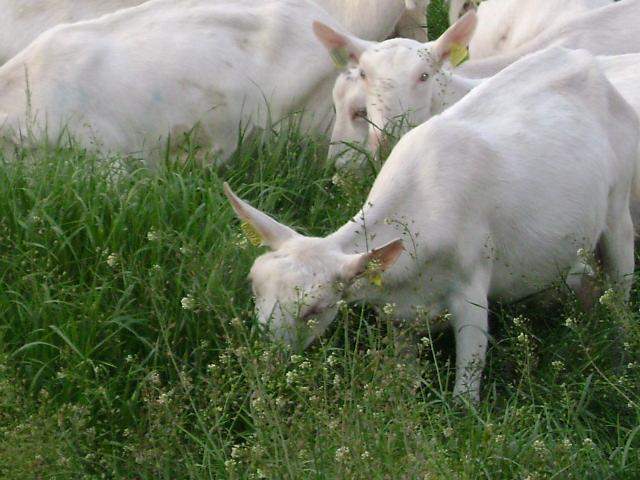 Ferme caprine Saint-Jean-de-Maruéjols-et-Avéjan