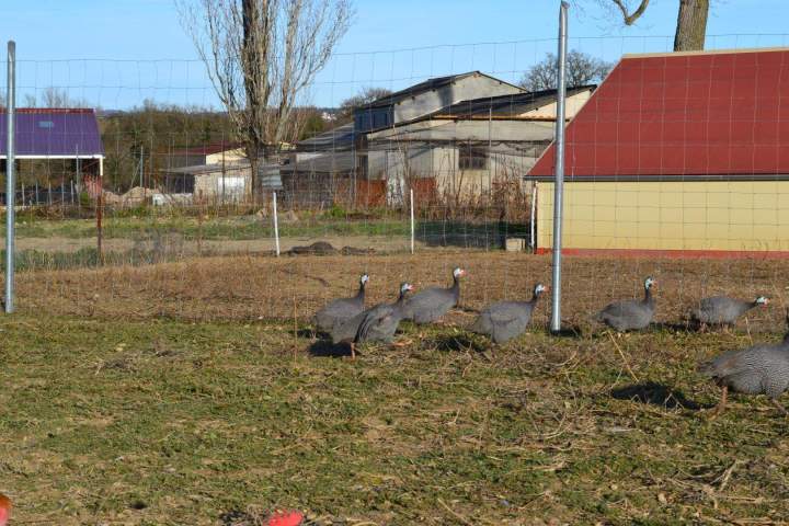 Production de pintades fermières Saint-Jean-de-Maruéjols-et-Avéjan