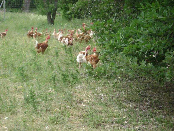 Éleveur de volailles fermières à Saint-Jean-de-Maruéjols-et-Avéjan