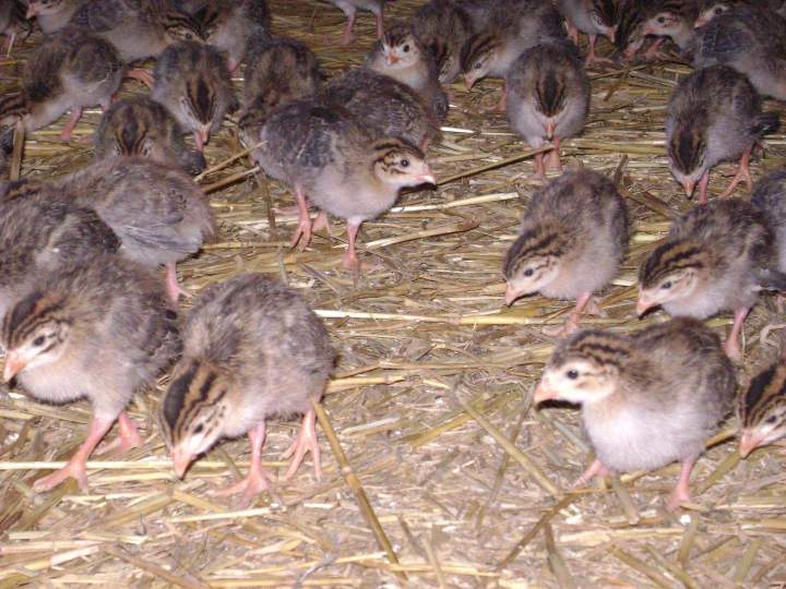 Production locale de volailles fermières Saint-Jean-de-Maruéjols-et-Avéjan