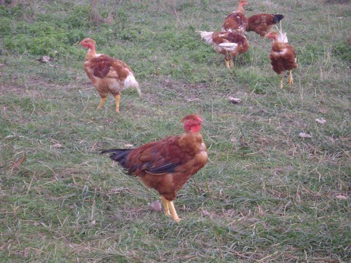 Coq et poules fermières sous le soleil de Saint-Jean-de-Maruéjols-et-Avéjan