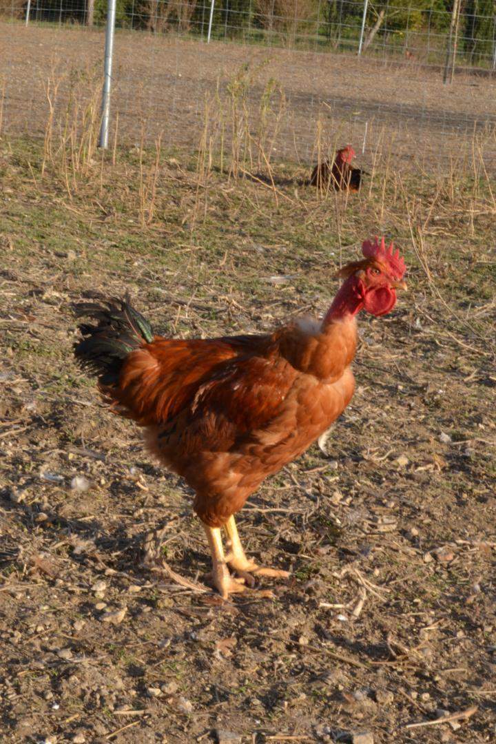 Élevage de coq Saint-Jean-de-Maruéjols-et-Avéjan