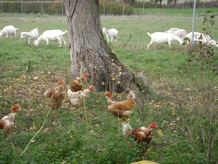 Scène d’élevage fermier de volailles Saint-Jean-de-Maruéjols-et-Avéjan