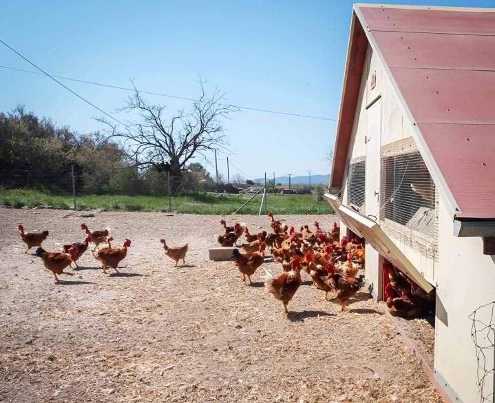 Élevage de poulet fermier Saint-Jean-de-Maruéjols-et-Avéjan