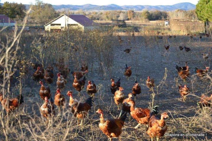 Poules élevées en plein air Saint-Jean-de-Maruéjols-et-Avéjan