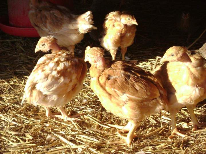 Poules élevées en plein air dans une ferme de Saint-Jean-de-Maruéjols-et-Avéjan