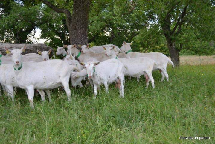 Élevage caprin Saint-Jean-de-Maruéjols-et-Avéjan