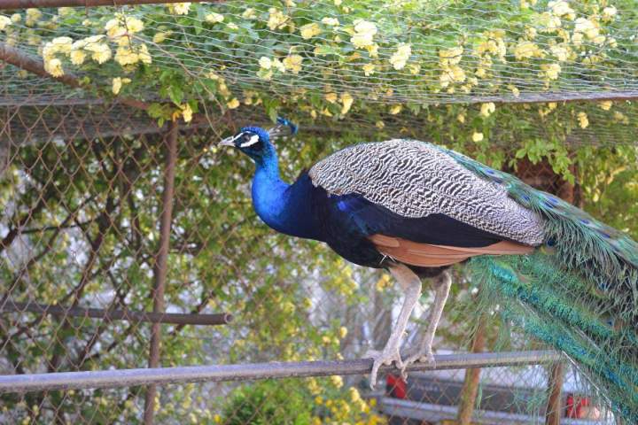 Paon Saint-Jean-de-Maruéjols-et-Avéjan