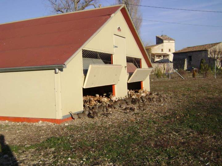 Scène d’élevage fermier de volailles Saint-Jean-de-Maruéjols-et-Avéjan