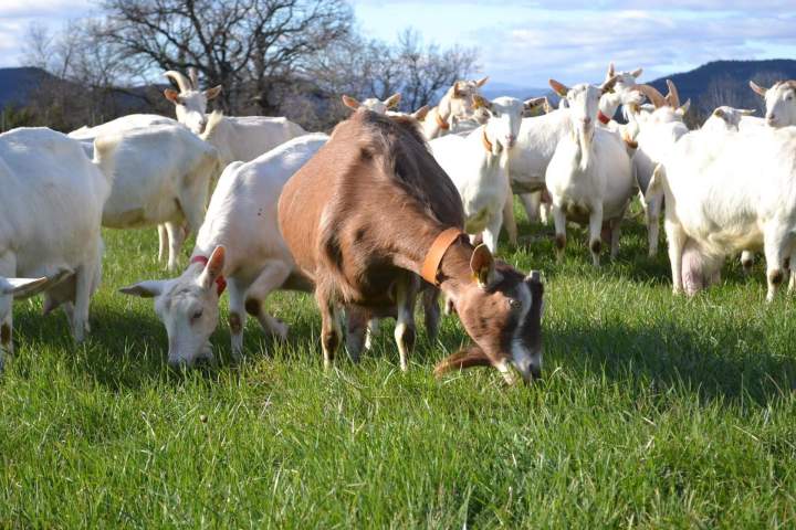 Ferme caprine Saint-Jean-de-Maruéjols-et-Avéjan
