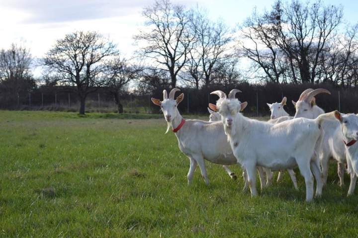 Éleveur de chèvre Saint-Jean-de-Maruéjols-et-Avéjan