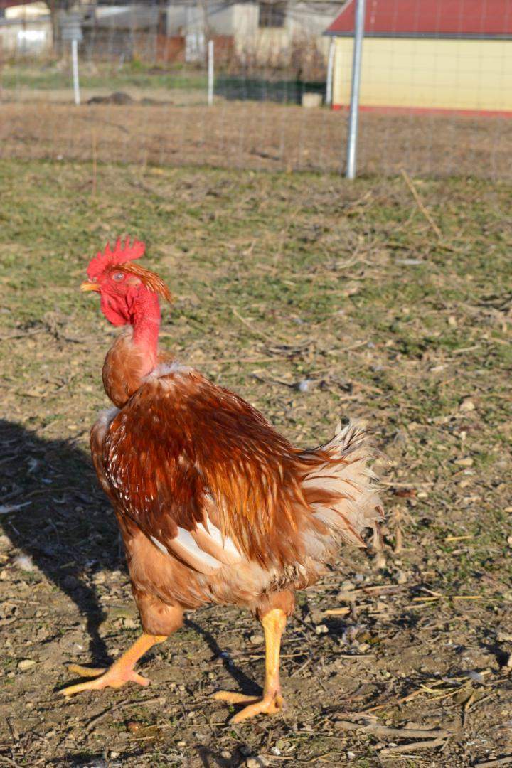 Volaille fermière élevée en liberté Saint-Jean-de-Maruéjols-et-Avéjan