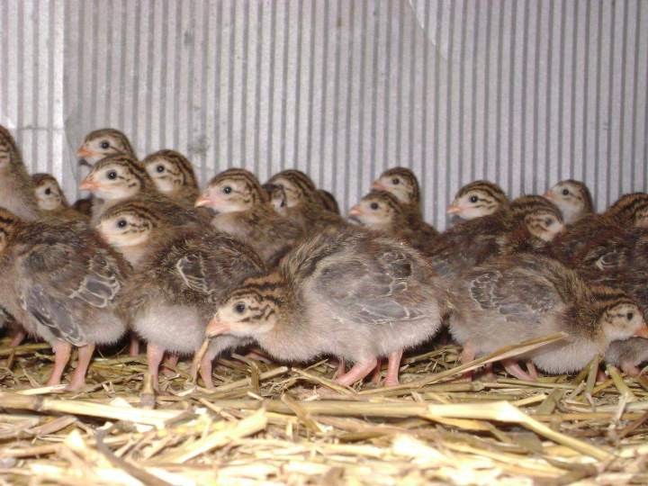 Élevage de pintades Saint-Jean-de-Maruéjols-et-Avéjan
