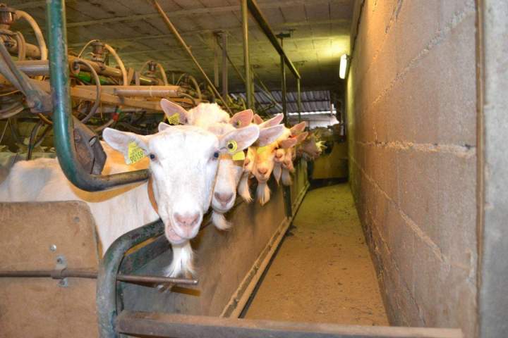 Éleveur de chèvres Saint-Jean-de-Maruéjols-et-Avéjan