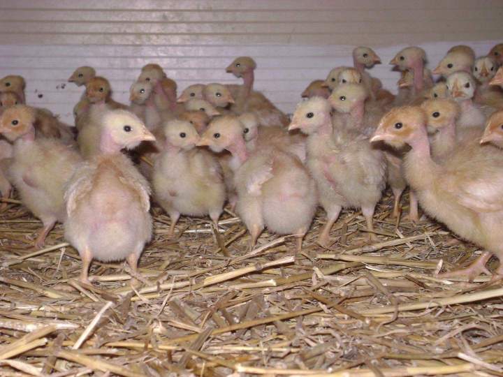 Poules fermières en plein air à Saint-Jean-de-Maruéjols-et-Avéjan