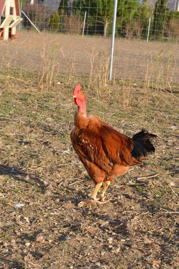 Élevage traditionnel de poules Saint-Jean-de-Maruéjols-et-Avéjan