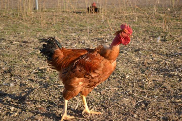 Volaille fermière élevée en liberté Saint-Jean-de-Maruéjols-et-Avéjan
